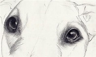 We all love to draw our pets — especially dogs! If you want to draw a ...