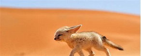 Conheça 8 animais que vivem no deserto do Saara - Mega Curioso