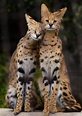 Serval : African Serval Cat Information And Facts Cats For Africa : The ...