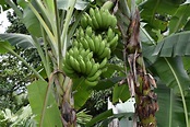 Bananeira: saiba como cultivar essa árvore em casa; Aprenda agora