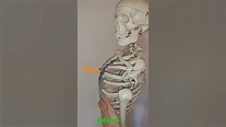 Anatomy basics 1, Anatomie für Anfänger 1, Knochennamen, #short # ...