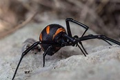 I ragni in Italia. Quali sono i più pericolosi? - italiani.it