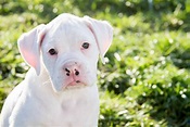 All white boxer puppies are the cutest dogs ever. They have amazing ...