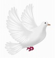flying white pigeon on a white background 2314525 Vector Art at Vecteezy