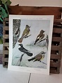 Louis Agassiz Fuertes Kingbird & Flycatcher Bird Print 1932 | Etsy ...