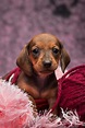 A Lovely Wiener Dog Puppy | Wiener dog puppies, Dachshund puppies ...