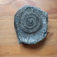 Home – Beach Fossils – myFOSSIL