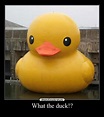 What the duck!? | Desmotivaciones