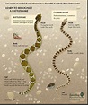 Snake Size Comparison Chart