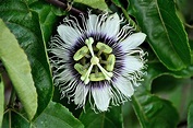 Medicinal Uses of the Passion Flower - Aura Sensory