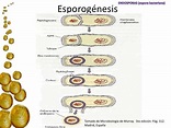 Endospora