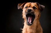 Excessive Dog Barking: Tips & Advice | Australian Dog Lover