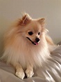 Pomeranian Puppies - Pet Adoption and Sales