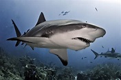 Tiburones están en peligro de extinción - ADN Digital