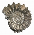 Ammonite Fossils | PNG All