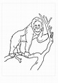 Orangután Básico para colorear, imprimir e dibujar – Dibujos-Colorear.Com