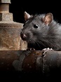 Carrera de ratas | SincroGuia TV