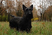 Black Scottish terrier walks on the grass wallpapers and images ...