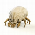 dust mite control and treatments for the home