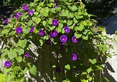 Morning Glories: How to Plant, Grow, and Care for Morning Glory Flowers ...