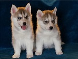 Regalo cuccioli Siberian Husky Maschio e Femmina Abbiamo disponibili