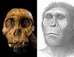 ¿Quién es Lucy, la australopiteco? - Info - Taringa!