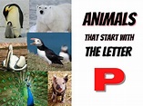 103 Animals That Start With P - The Pet Savvy