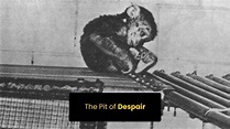 The Pit of Despair | Harry Harlow Monkey experiment | Harlow rhesus ...