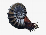 Ammonite Transparent, HD Png Download , Transparent Png Image - PNGitem
