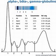 Alphaglobuline : définition et explications