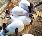 Young New Zealand Whites | USA Rabbit Breeders