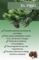 Beneficios del aceite de pino | Hierbas curativas, Hierbas naturales ...