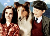 Lassie Film