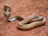 King Cobra Snake Wallpapers HD - Wallpaper Cave