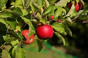 Apfel 'Jonathan': dein Garten ökologisch & pflegeleicht