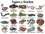 Snakes: Facts and List of Types With Pictures - Reptile Fact