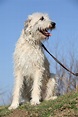 Irish Wolfhound Dog Breed Information & Characteristics | Daily Paws