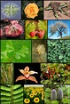 Reino Plantae | Bio Blog.