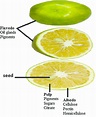 Anatomy of citrus fruit. | Download Scientific Diagram