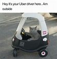 20 Hilarious Uber Animal Memes | Bored Panda