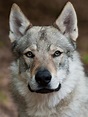 The Czechoslovakian Wolfdog - Animal Corner