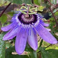Passiflora Betty Myles Young | Hardy Garden Climber | Free UK Delivery
