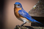 Feather Tailed Stories: Eastern Bluebird