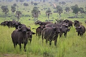 Queen Elizabeth National Park | Uganda | Wild Safari Guide