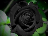 Black Rose Wallpaper | Photo Wallpapers