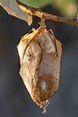 Window on a Texas Wildscape: Mystery cocoon