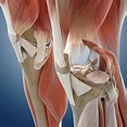 Knee Anatomy Photograph by Springer Medizin/science Photo Library - Pixels
