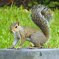 Eastern gray squirrel - Wikiwand