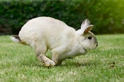 How Fast Can a Rabbit Run? Facts & FAQS (With Chart) | Pet Keen