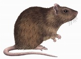 Close up Brown rat (Rattus norvegicus) on white background Stock Images